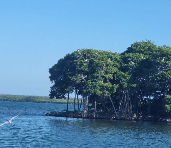Explorez le grand-cul-de-sac marin lors d'une excursion nautique inoubliable en Guadeloupe – Image 2