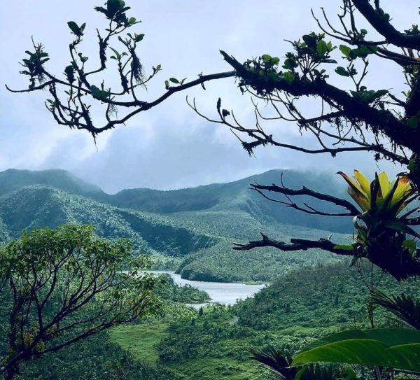 Excursion unique en Dominique : faune, flore et mystères des Caraïbes – Image 8