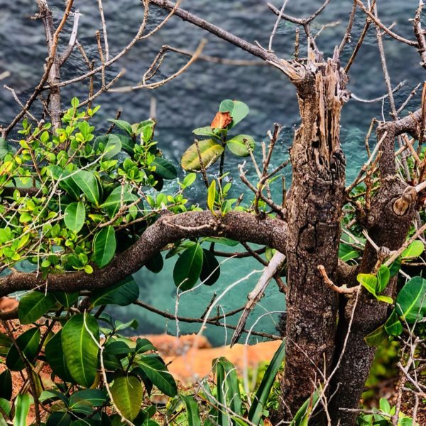 Excursion unique en Dominique : faune, flore et mystères des Caraïbes – Image 4