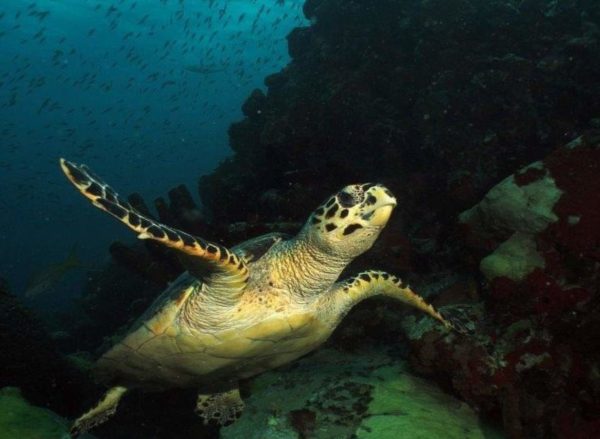Les Saintes en Guadeloupe : un bijou caribéen à découvrir – Image 4