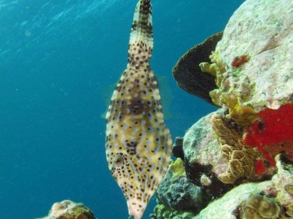 Les Saintes en Guadeloupe : un bijou caribéen à découvrir – Image 5