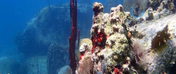 Les Saintes en Guadeloupe : un bijou caribéen à découvrir – Image 8