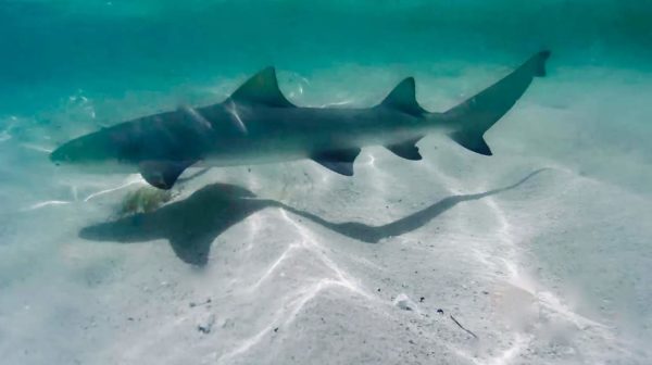 Découverte de Petite-Terre : un paradis tropical aux trésors naturels – Image 10