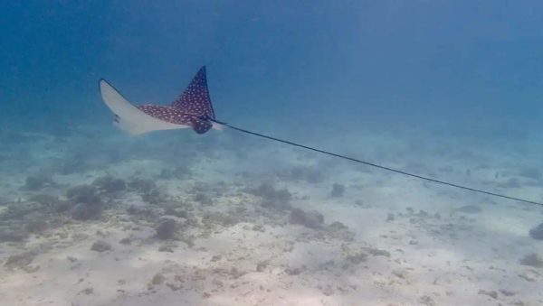Découverte de Petite-Terre : un paradis tropical aux trésors naturels – Image 6
