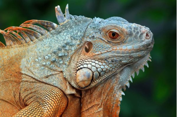 Découverte de Petite-Terre : un paradis tropical aux trésors naturels – Image 4