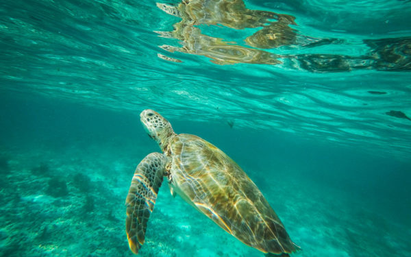 Découverte de Petite-Terre : un paradis tropical aux trésors naturels – Image 2