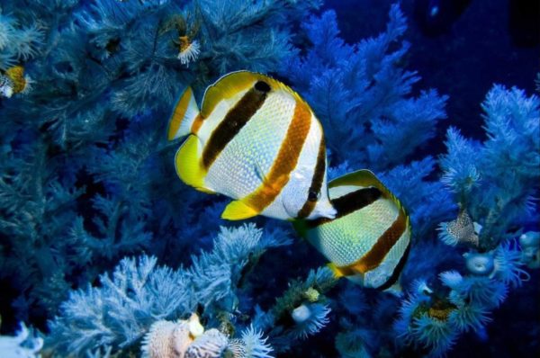 Escapade en mer des Caraïbes : des trésors naturels à pointe sable – Image 6